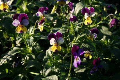 Viola Johnny Jump – Garden Flower Seeds
