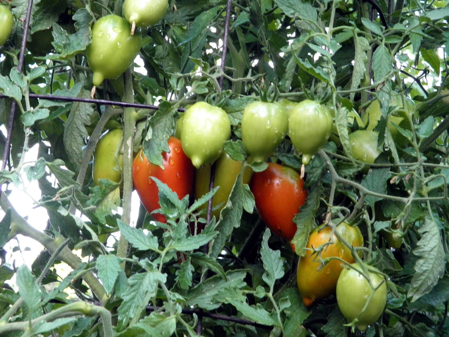 Legenda Tarasenko Tomato – Heirloom Vegetable Garden Seeds