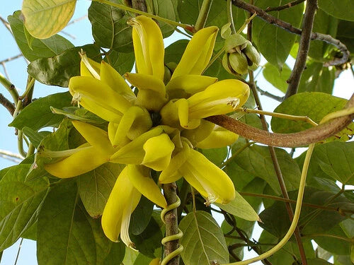 Mucuna Sloanei – Gold Jade Vine Climbing Flower Seeds