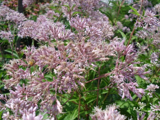 Joe Pye Weed Eupatorium Purpureum – Hardy Garden Flower Seeds
