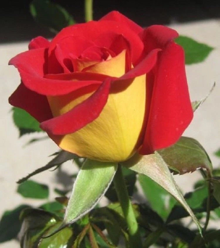 Yellow Red – Perennial Flower Seeds