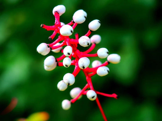 Doll's Eyes Wildflower Seeds + Seeds of Actaea pachypoda Non-GMO Seeds