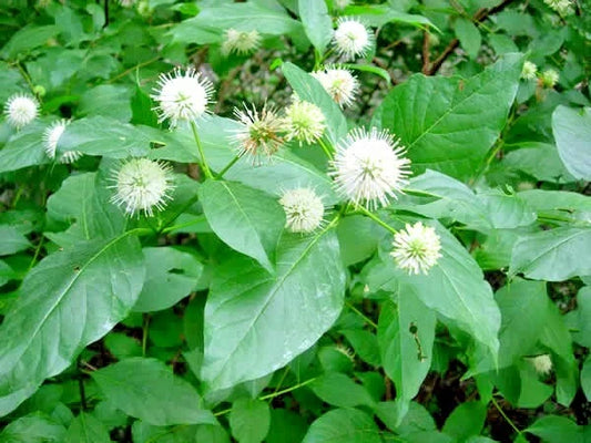 Common Buttonbush Cephalanthus Occidentalis Flowering Shrub Garden Seeds