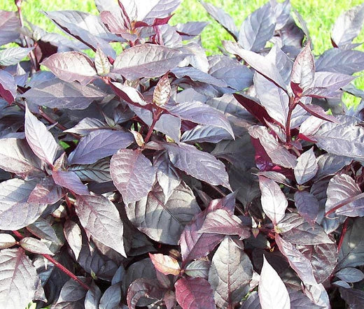 Alternanthera Alternanthera Brasiliana – Purple Knight Garden Seeds