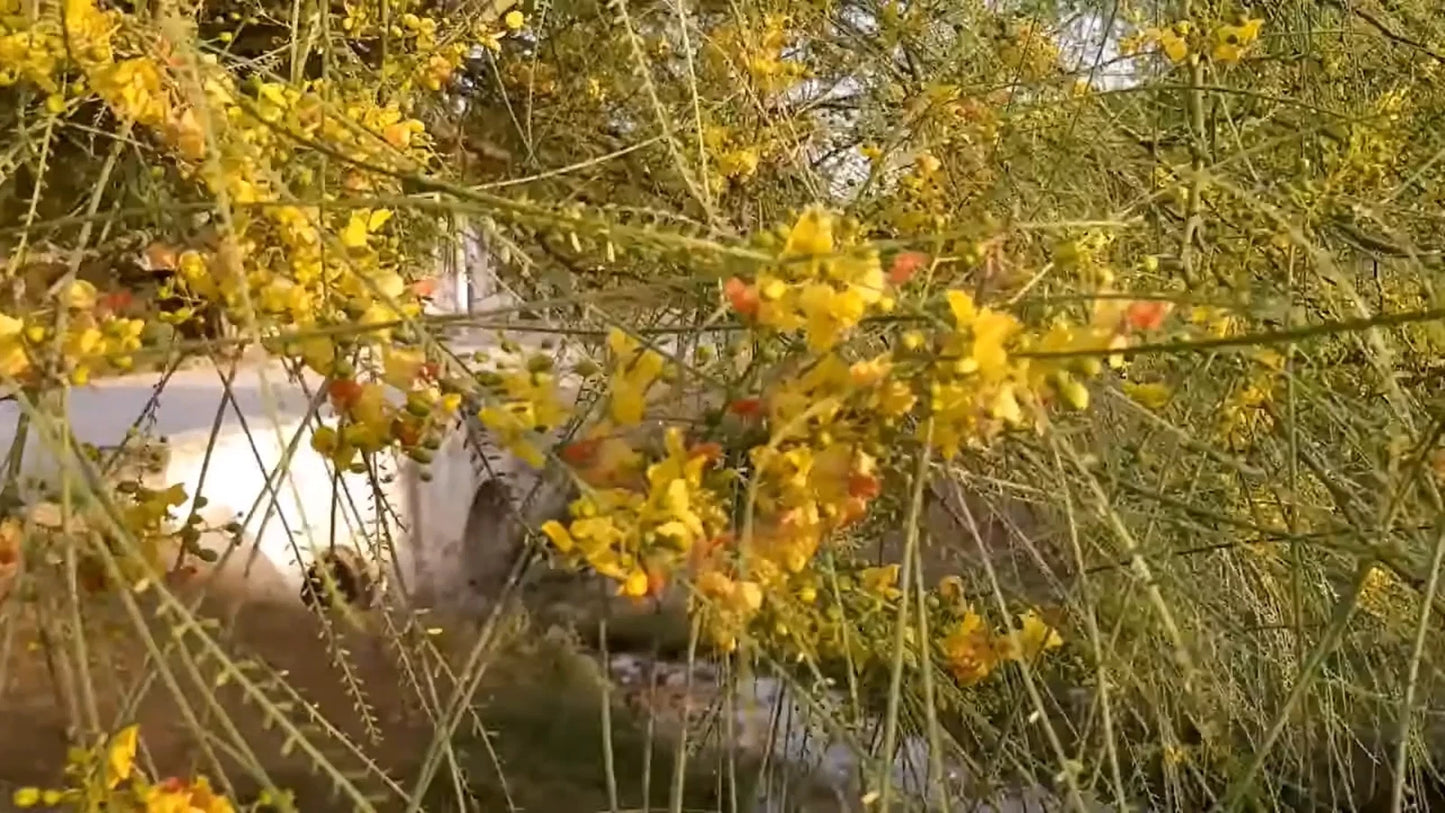 Mexican Palo Verde Parkinsonia Aculeata – Flowering Tree Seeds