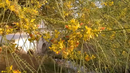 Mexican Palo Verde Parkinsonia Aculeata – Flowering Tree Seeds