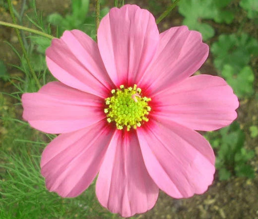 Cosmos Cosmos Bipinnatus – Gloria Garden Flower Seeds
