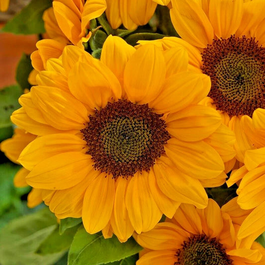 Vincents Choice Sunflower Helianthus Annuus Colorful Garden Flower Seeds