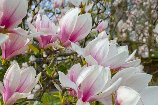Magnolia Tree Pink White Flowering Tree Seeds