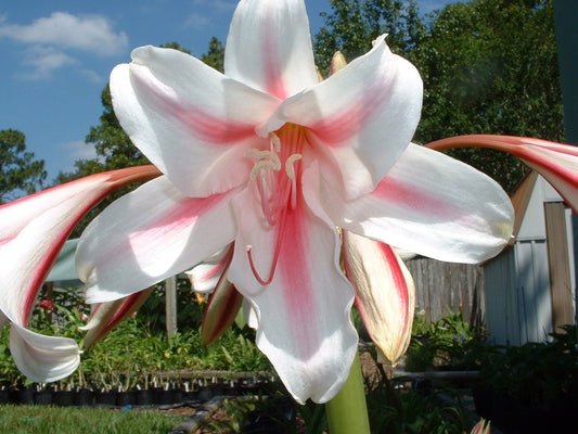 Crinum Lily Herbertii Gulf Pride Medium-size Bulb New Best One -
