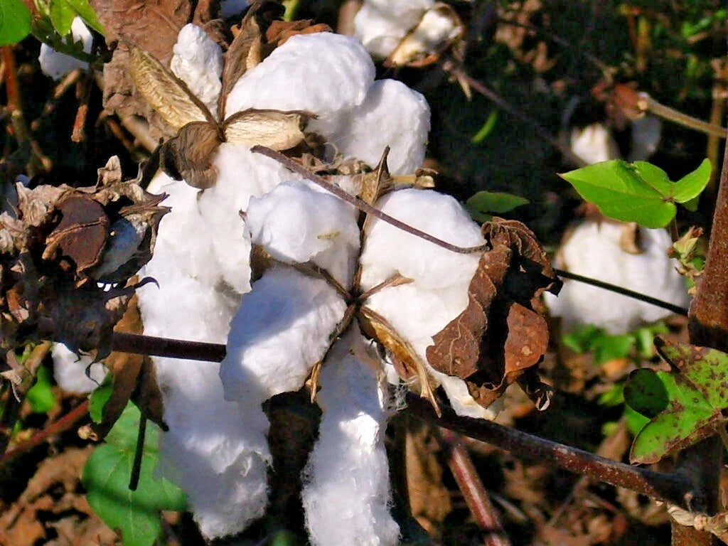 Upland Cotton Gossypium Hirsutum Ornamental Garden Seeds