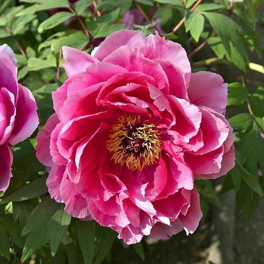 Pink Tree Peony Paeonia Suffruticosa Moutan Perennial Flower Seeds