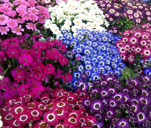 Cineraria Hybrids Mixed Colors Cineraria Cruenta Amigo – Colorful Garden Flower Seeds