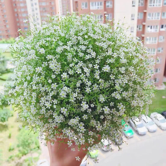 Baby’s Breath Gypsophila Elegans – White Garden Flower Seeds