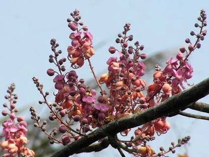 Tropical Coral Shower Cassia Grandis – Flowering Tree Seeds