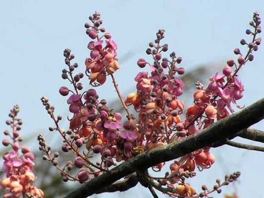 Tropical Coral Shower Cassia Grandis – Flowering Tree Seeds
