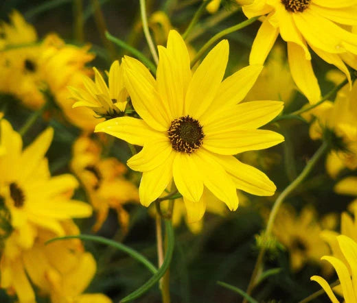 Sunflower Maximilian Perennial Helianthus Maximiliani – Hardy Garden Flower Seeds