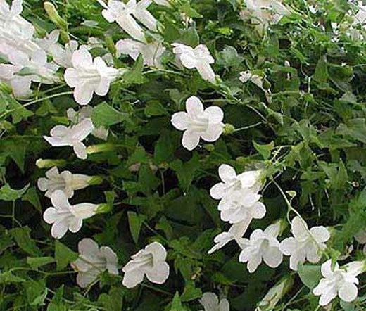 Asarina Climbing Snapdragon White Asarina Scandens – Climbing Garden Flower Seeds