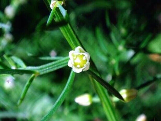 Asparagus Schoberioides Korean Asparagus Fern Seeds
