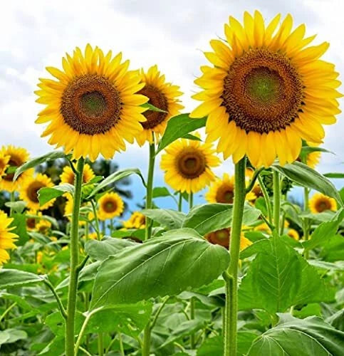 Mammoth Sunflower Giant Garden Flower Seeds