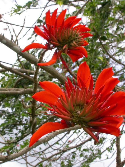 Coral Erythrina Arborescens – Flowering Tropical Tree Seeds