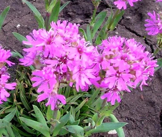 Lychnis Alpine Catchfly Lychnis Alpina – Hardy Garden Flower Seeds