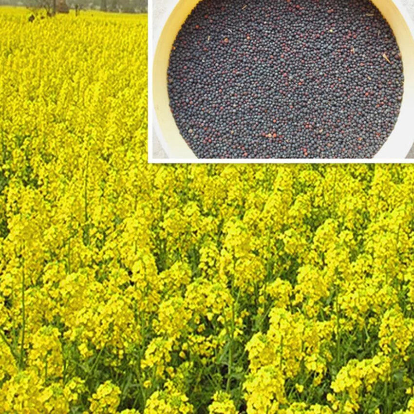 Canola Brassica Napus Edible Garden Plant Seeds