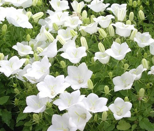 Bellflower Tussock White Campanula Carpatica – Compact Perennial Garden Flower Seeds