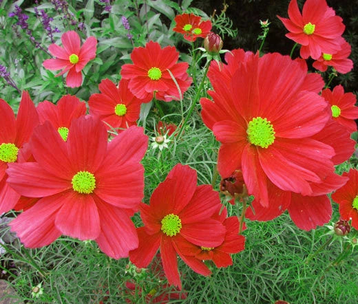 Cosmos Dazzler Cosmos Bipinnatus – Colorful Garden Flower Seeds