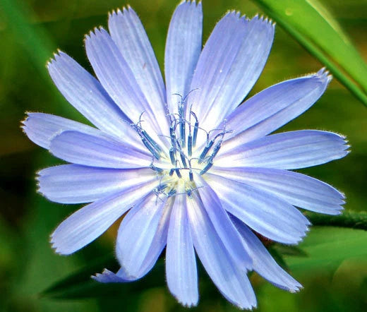 Chicory Cichorium Intybus – Garden Herb and Flower Seeds