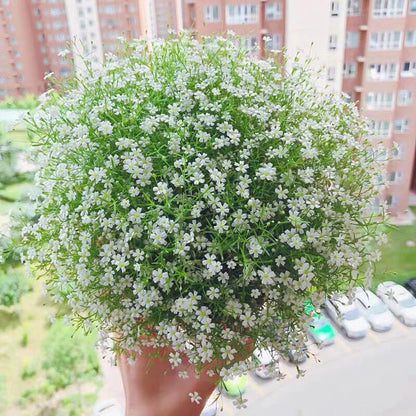 Babys Breath Flower – Garden Flower Seeds for Planting