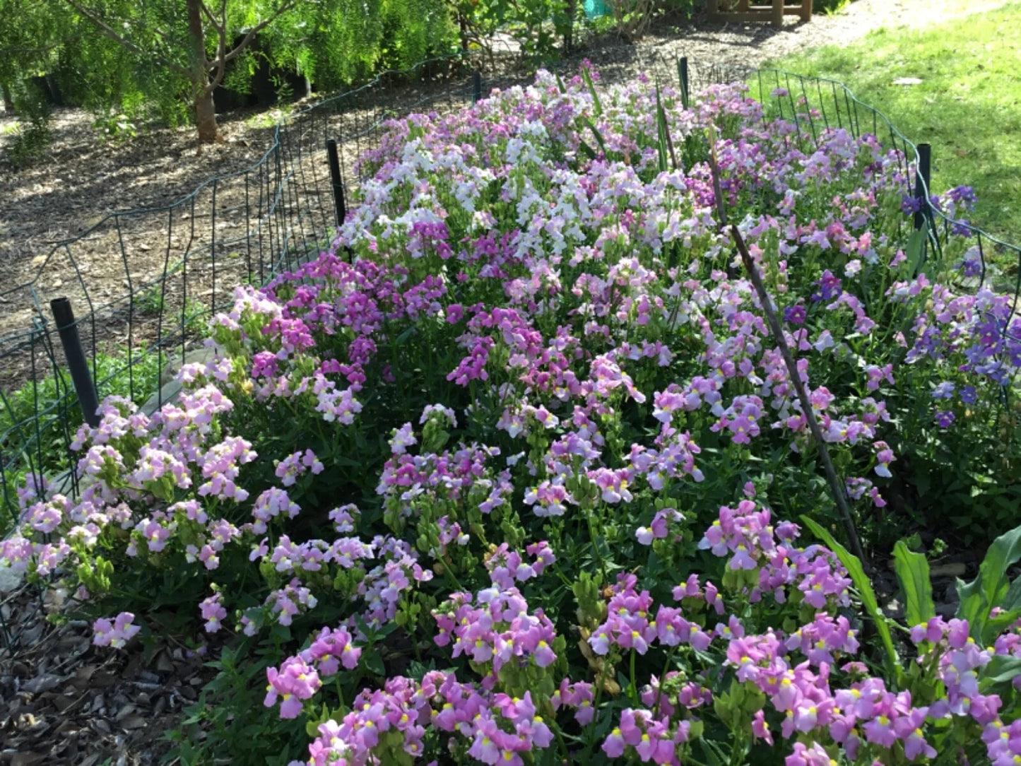Easter Bonnet Cape Snapdragon – Colorful Garden Flower Seeds