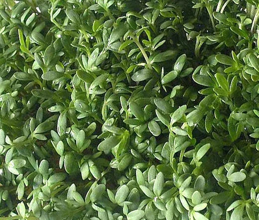 Cress Curled Peppergrass Lepidium Sativum – Hardy Garden Herb Seeds
