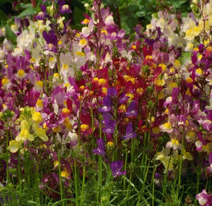 Spurred Snapdragon Flower Seeds Bulk – Flower Seeds Perennial – Product Image