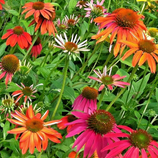 Sombrero Cone Flower Echinacea Colorful Perennial Flower Seeds