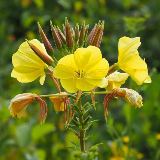Evening Primrose – Colorful Wildflower Garden Seeds
