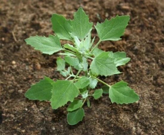 Lambs Quarters Chenopodium Album – Edible Herb Vegetable Seeds