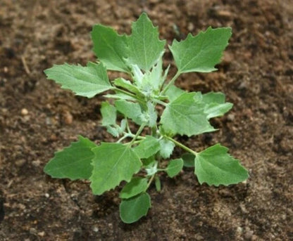 Lambs Quarters Chenopodium Album – Edible Herb Vegetable Seeds