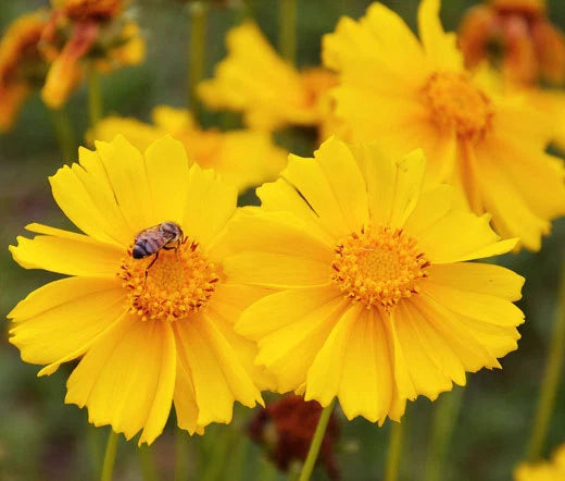 Coreopsis Lanceleaf Tall Perennial Coreopsis Lanceolata – Hardy Garden Flower Seeds