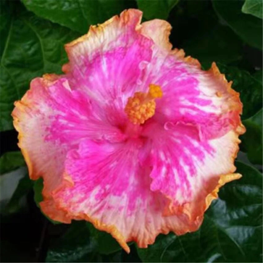 Hibiscus Rosa-Sinensis – Red-Purple Garden Flower Seeds