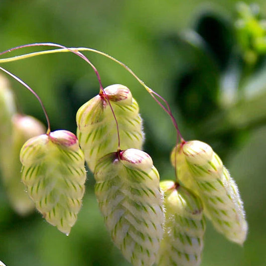 Quaking Grass Briza – Garden Flower Seeds