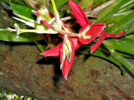 Red Flowered Bromeliad – Tropical Perennial Flower Seeds