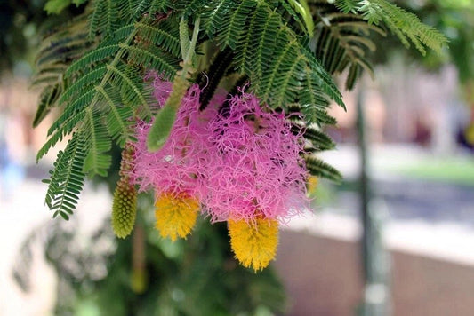 Dichrostachys Cinerea Chinese Lantern Shrub Flower Seeds