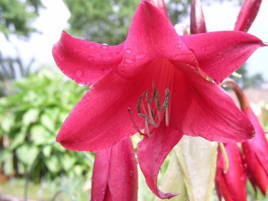 Crinum Lily Antares Medium-size Bulb - New Exclusive Listing - Flower