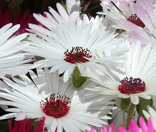 Ice Plant Gelato White Dorotheanthus Bellidiformis – Hardy Garden Flower Seeds