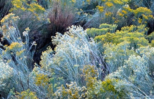 Rubber Rabbit Brush Ericameria Nivea Flowering Herb - Image