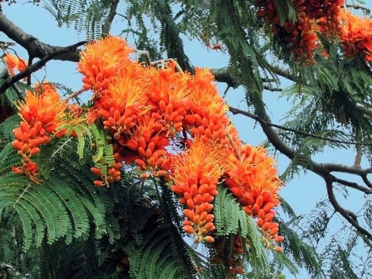 Colvillea Racemosa Orange Colville’s Glory Tree Seeds