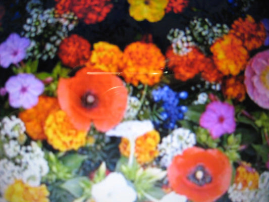 Dryland Wildflower Mix – Colorful, Mixed Flower Seeds for Planting