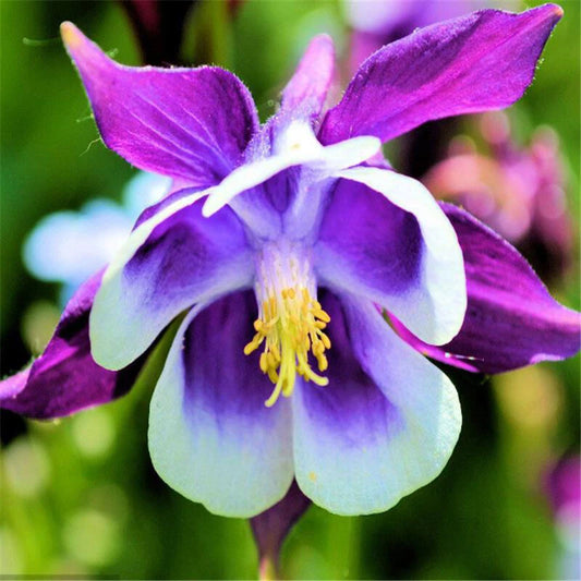 Aquilegia Mix Seeds Aquilegia Grandiflower Seeds Aquilegia Vulgaris -