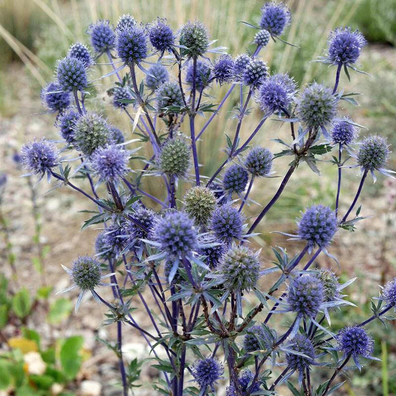 Eryngium Planum Perennial Flat Sea Holly Seeds